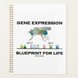 Gene Expression Blueprint For Life Homeobox Genes Planner