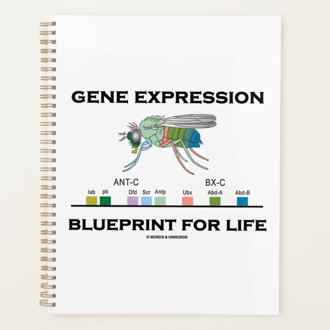 Gene Expression Blueprint For Life Homeobox Genes Planner (Front)