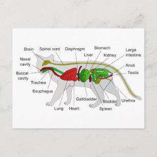 General Anatomy of a Cat Felis Silvestris Catus Postcard