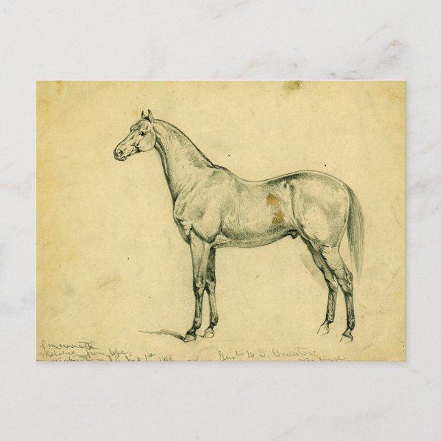 General Grant's War Horse Postcard (Front)
