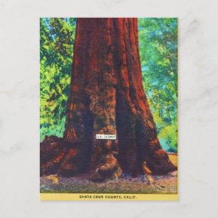 "General Sherman," 5000 Years Old, Big Trees Park Postcard