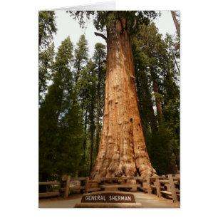 General Sherman, Giant Sequoia