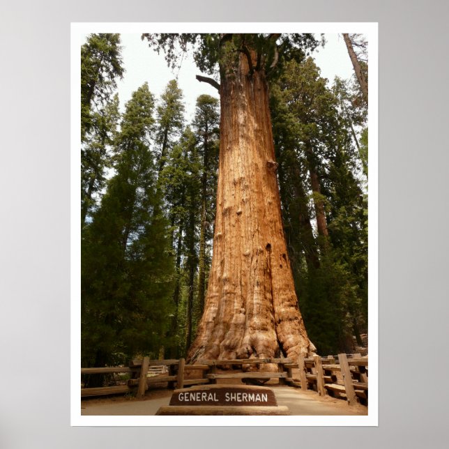 General Sherman Sequoia, Sequoia National Park Poster (Front)