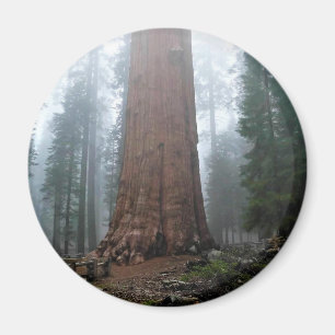 General Sherman Tree, Sequoia, CA Magnet