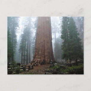General Sherman Tree, Sequoia, CA Postcard