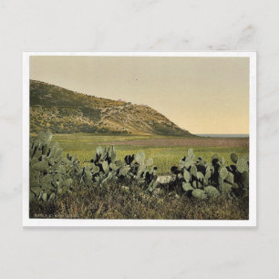 General view, Mount Carmel, Holy Land, (i.e. Israe Postcard