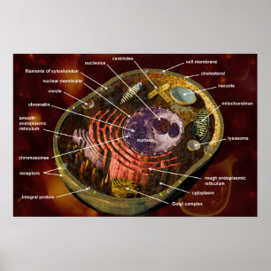 Generalized animal cell poster