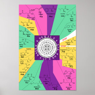 Genetic codon chart wheel of amino acids