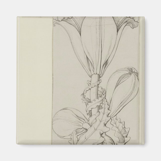 Genius of the Lily, 1809 Magnet (Front)