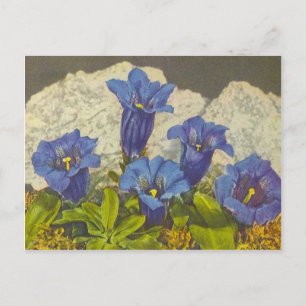Gentian Flower Postcard