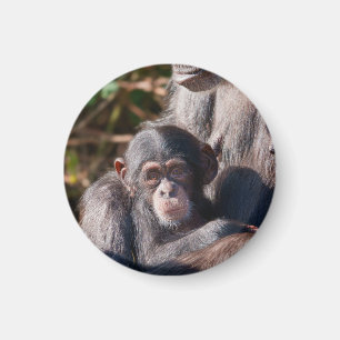 Gentle Beginnings – Chimpanzee Love Magnet