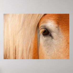 Gentle gaze - eye of a draught horse poster