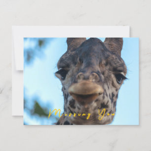 Gentle Giraffe  Postcard