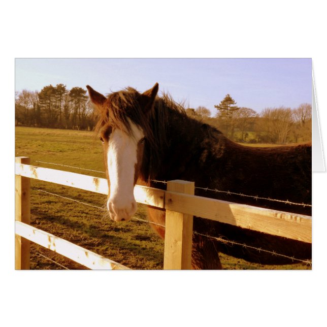 Gentle Horse White Blaze (Front Horizontal)