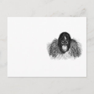 Gentle Orangutan Black and White Ape Drawing Postcard
