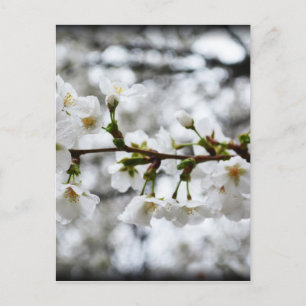 Gentle Purity Postcard