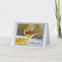 Gentle Sparrow - Thinking of You Card