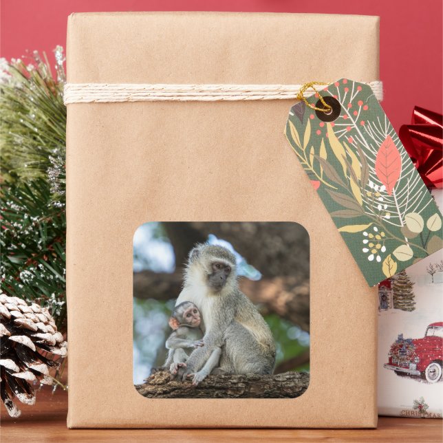 Gentle Vervet Monkey Moment Square Sticker (Holiday)