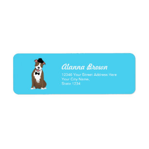 Gentleman American Staffordshire Terrier