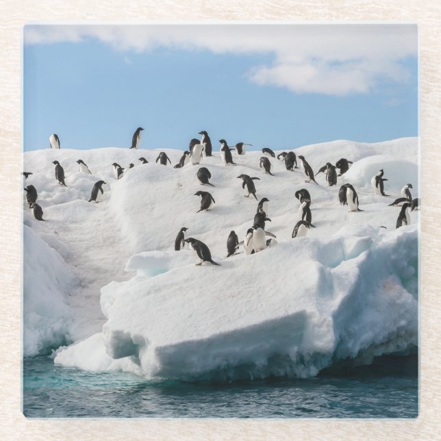 Gentoo Penguin Antarctica Iceberg Playtime Glass Coaster (Front)