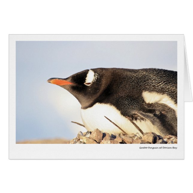 Gentoo Penguin at Dorian Bay (Front Horizontal)
