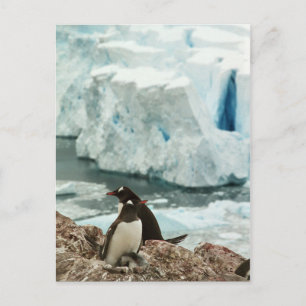Gentoo Penguin Family Postcard