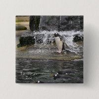 Gentoo Penguin & Friends Edinburgh Zoo Scotland Po