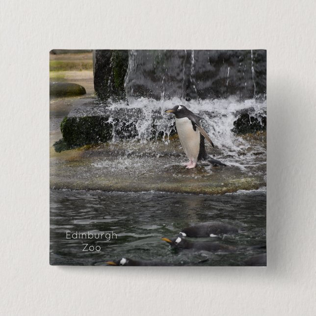 Gentoo Penguin & Friends Edinburgh Zoo Scotland Po 15 Cm Square Badge (Front)