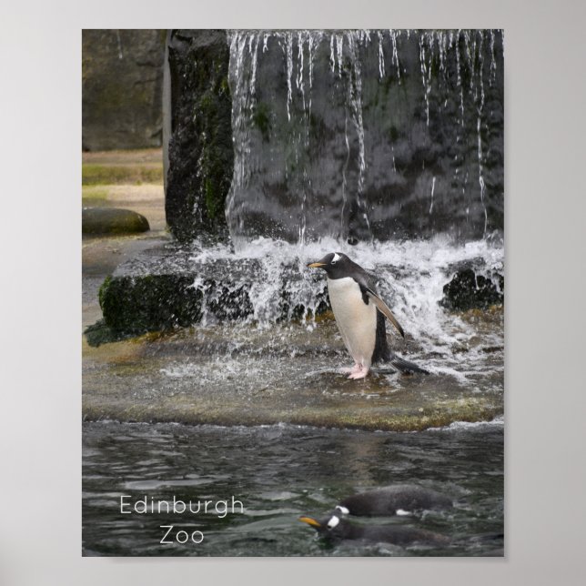 Gentoo Penguin & Friends Edinburgh Zoo Scotland Poster (Front)