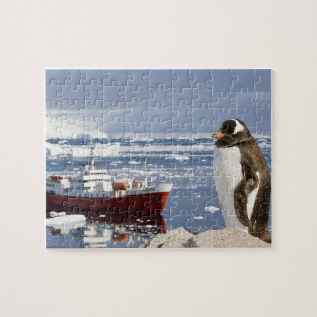 Gentoo Penguin Jigsaw Puzzle (Horizontal)