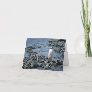 Gentoo penguin (M) card
