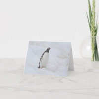 Gentoo penguin (Neko) card