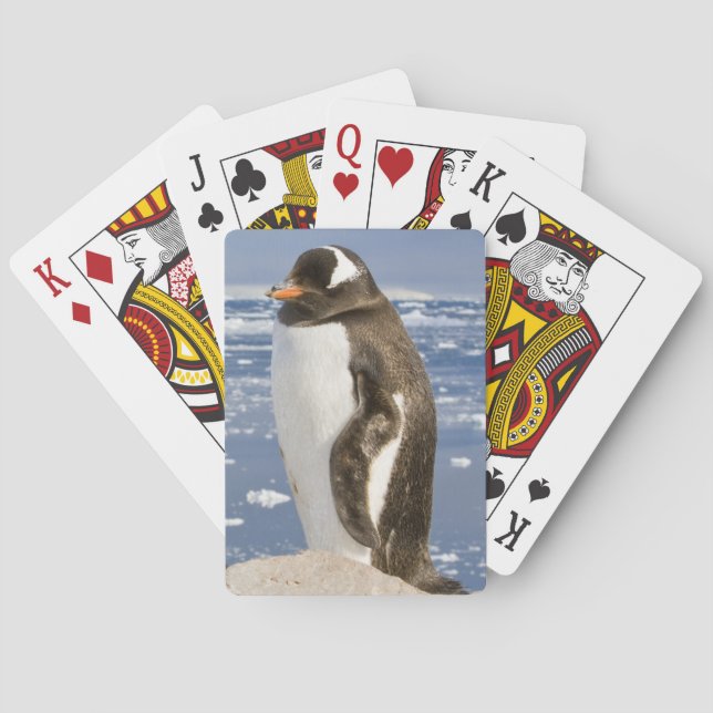 Gentoo Penguin Playing Cards (Back)