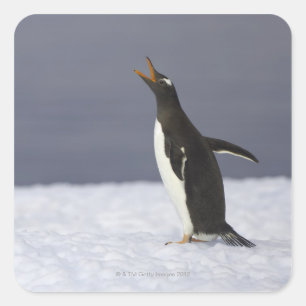 Gentoo penguin (Pygoscelis papua) adult bird Square Sticker