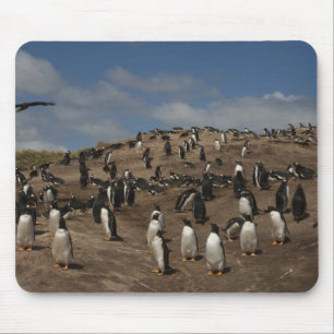 Gentoo Penguin (Pygoscelis papua) colony on West Mouse Pad