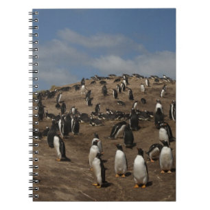 Gentoo Penguin (Pygoscelis papua) colony on West Notebook