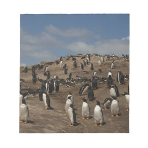 Gentoo Penguin (Pygoscelis papua) colony on West Notepad