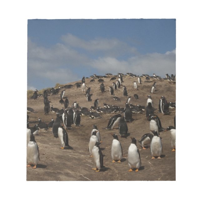 Gentoo Penguin (Pygoscelis papua) colony on West Notepad (Front)