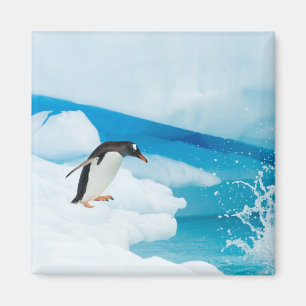 gentoo penguin, Pygoscelis Papua, jumping off Magnet