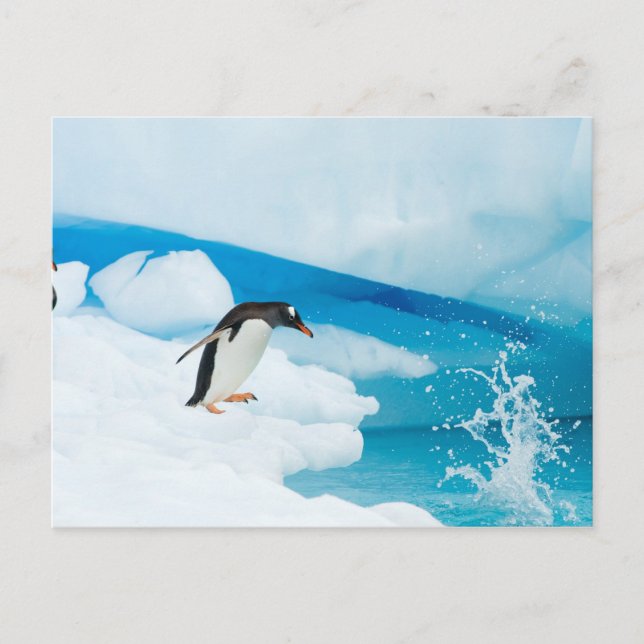 gentoo penguin, Pygoscelis Papua, jumping off Postcard (Front)