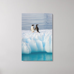 gentoo penguin, Pygoscelis Papua, on glacial ice Canvas Print