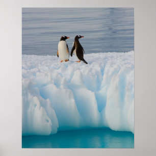 gentoo penguin, Pygoscelis Papua, on glacial ice Poster