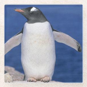 Gentoo Penguin Pygoscelis papua) Port Glass Coaster