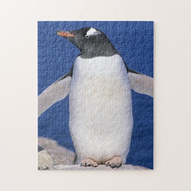 Gentoo Penguin Pygoscelis papua) Port Jigsaw Puzzle (Vertical)