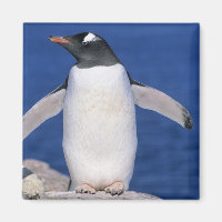 Gentoo Penguin Pygoscelis papua) Port