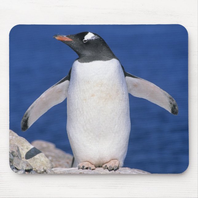 Gentoo Penguin Pygoscelis papua) Port Mouse Pad (Front)