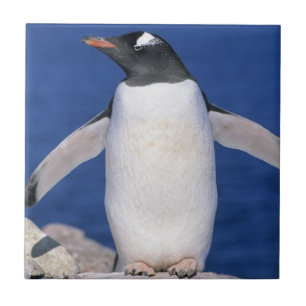 Gentoo Penguin Pygoscelis papua) Port Tile