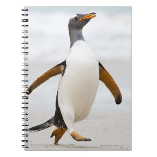 Gentoo Penguin Spiral Notebook
