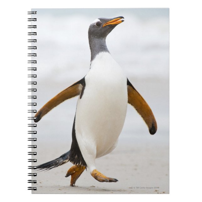 Gentoo Penguin Spiral Notebook (Front)