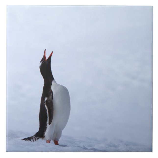 Gentoo penguin tile (Front)